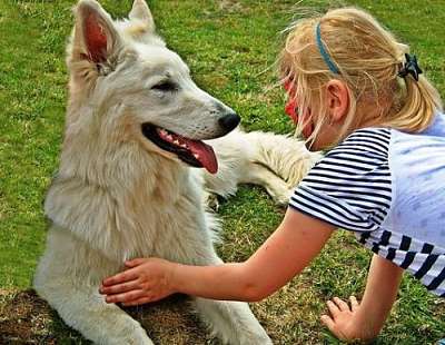 Why dogs are the best immune system boosters 